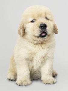 Golden retriver hvalp