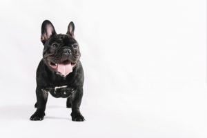 Sort bulldog hvalp