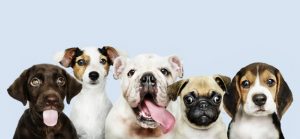 blandet hundehvalpe