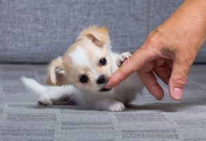 chihuahua hvalp med hånd