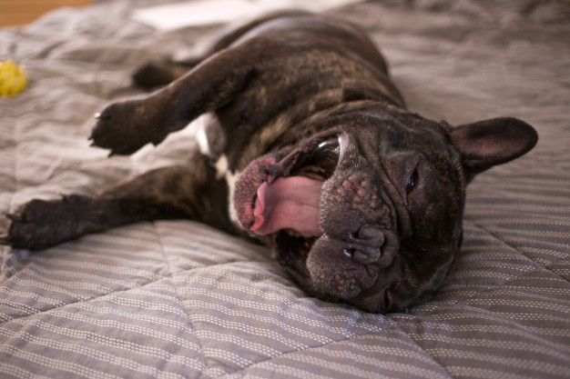 french-bulldog hvalp leger på tæppe