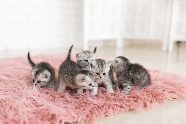 5 kattekillinger på rosa tæppe