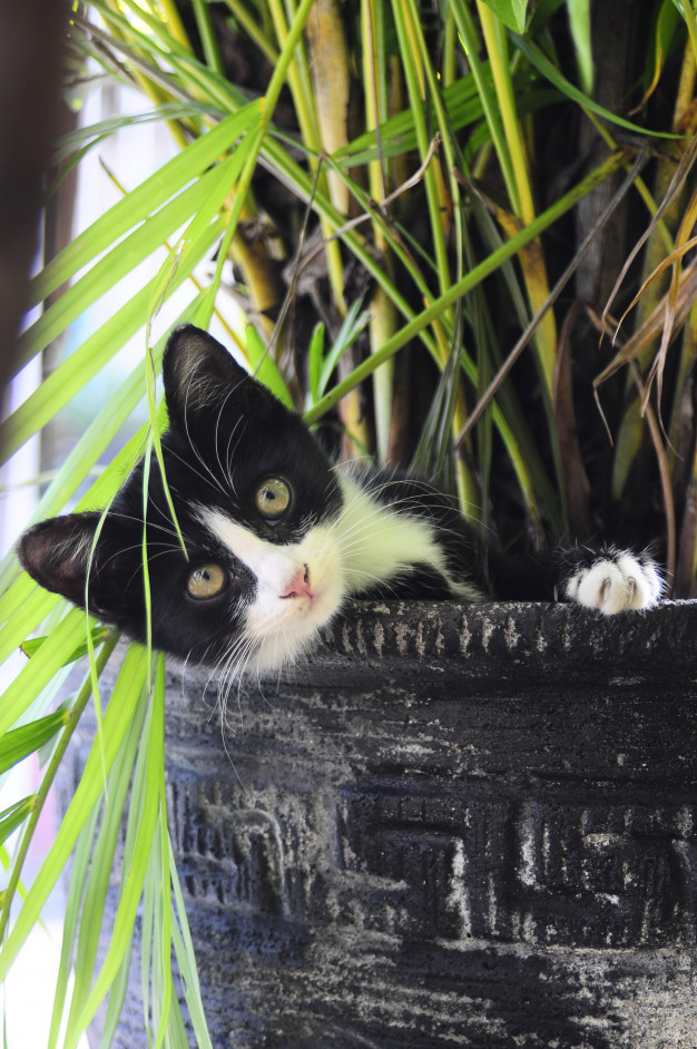 Kattekilling gemmer sig i potteplante