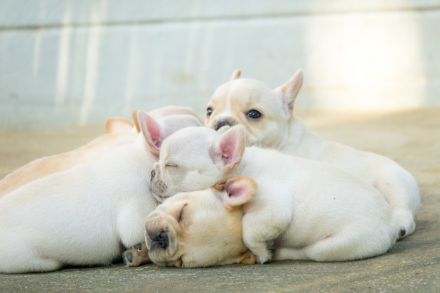 Søde-små-sovende-french-bulldog-hvalpe
