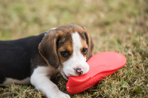 beagle-hvalp-med-sko
