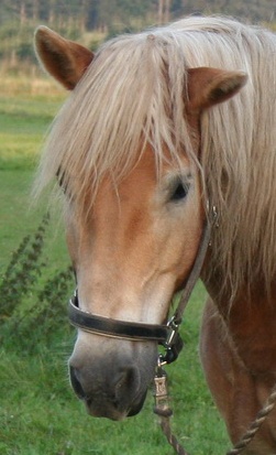 hest koncentreret og rolig ansigt